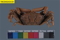 藏品(萬歲大眼蟹)的圖片